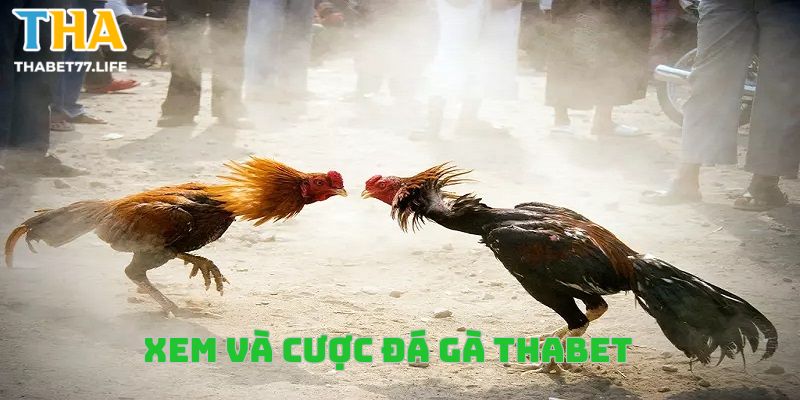 Cách xem và cược đá gà Thabet hiệu quả