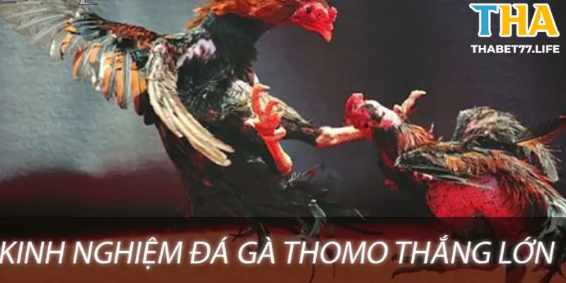 Kinh nghiệm chơi đá gà Thomo chuẩn xác từ chuyên gia