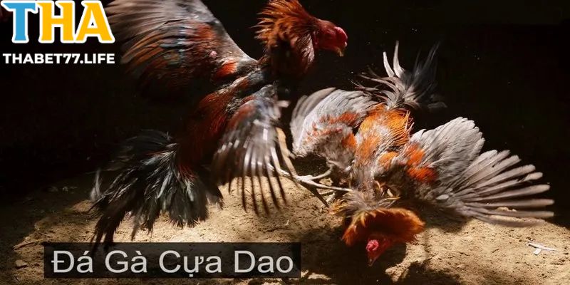 Đá Gà Cựa Dao Siêu Hấp Dẫn Dành Cho Kê Thủ Chỉ Có Tại Thabet77