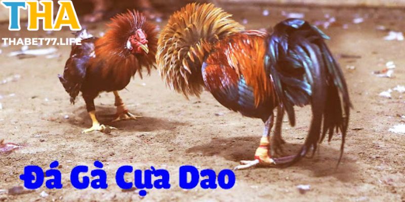 Quy trình diễn ra một trận đấu đá gà cựa dao trực tiếp dành cho bet thủ