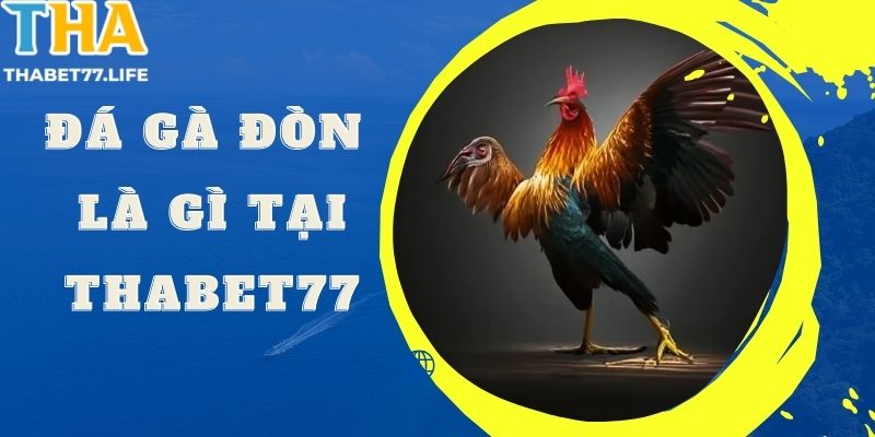 Đá gà đòn là gì tại Thabet77