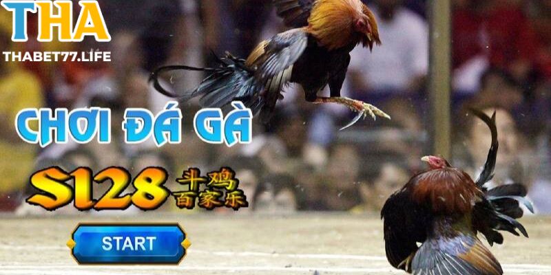 Giới thiệu đôi nét về sảnh game đá gà s128 tại nhà cái thabet77